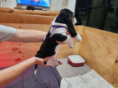 Basset Hound for sale by IHOUNDLOVE