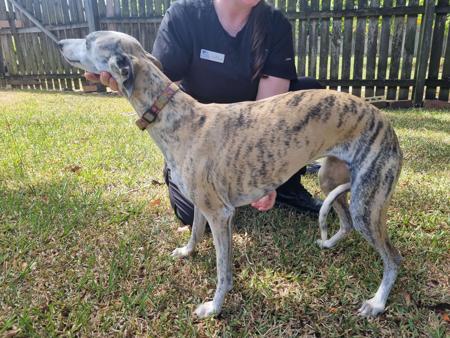 Whippet puppy for sale by AUDRELLIE