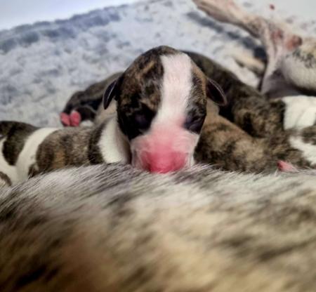 Whippet for sale by AUDRELLIE
