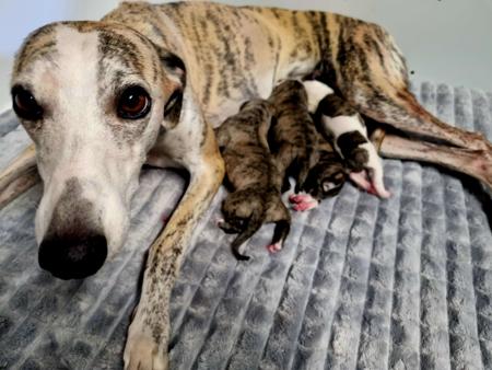 Whippet for sale by AUDRELLIE