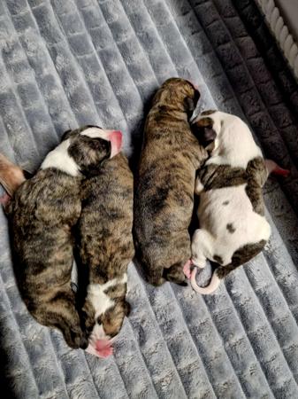 Whippet for sale by AUDRELLIE