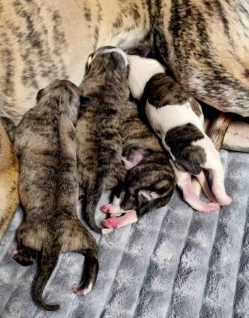 Whippet for sale by AUDRELLIE