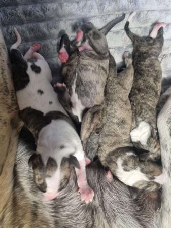 Whippet for sale by AUDRELLIE