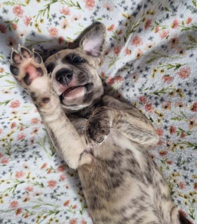 Whippet puppy for sale by AUDRELLIE