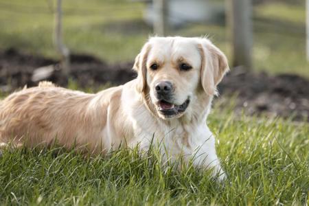 Golden Retriever for sale by ISLANDGOLDS