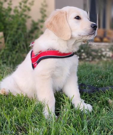 Golden Retriever for sale by ISLANDGOLDS