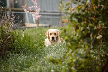 Golden Retriever for sale by ISLANDGOLDS