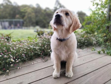Golden Retriever for sale by ISLANDGOLDS