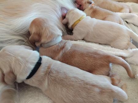 Golden Retriever for sale by ISLANDGOLDS