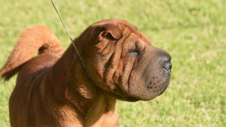 Shar Pei for sale by SWEETIEPEI