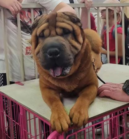 Shar Pei for sale by SWEETIEPEI