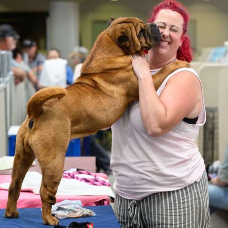Shar Pei for sale by SWEETIEPEI