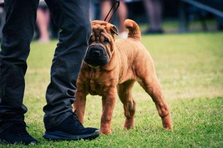 Shar Pei for sale by SWEETIEPEI