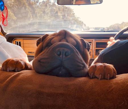 Shar Pei for sale by SWEETIEPEI