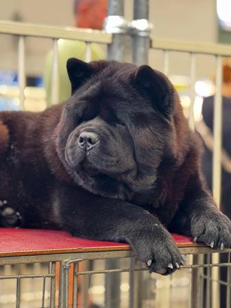 Chow Chow for sale by SWEETIEPEI