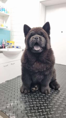 Chow Chow for sale by SWEETIEPEI