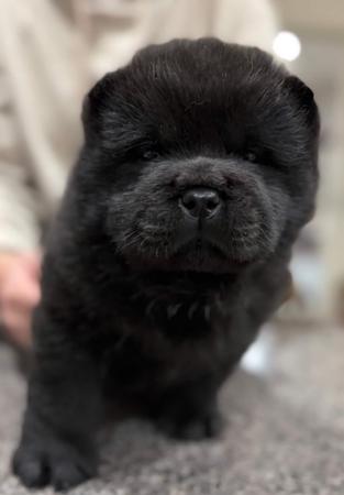 Chow Chow for sale by SWEETIEPEI