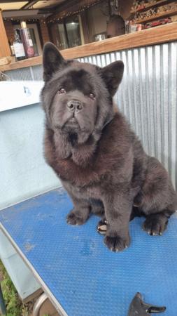 Chow Chow for sale by SWEETIEPEI