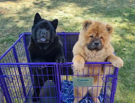 Chow Chow for sale by SWEETIEPEI
