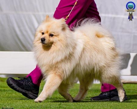 German Spitz (Mittel) for sale by NOIRETTOILE