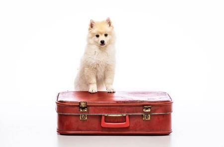 German Spitz (Mittel) for sale by NOIRETTOILE