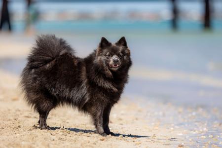 German Spitz (Mittel) for sale by NOIRETTOILE