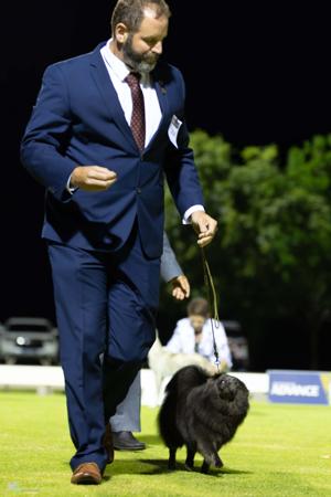 German Spitz (Mittel) for sale by NOIRETTOILE