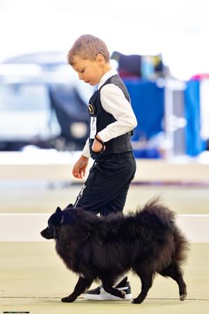 German Spitz (Mittel) for sale by NOIRETTOILE