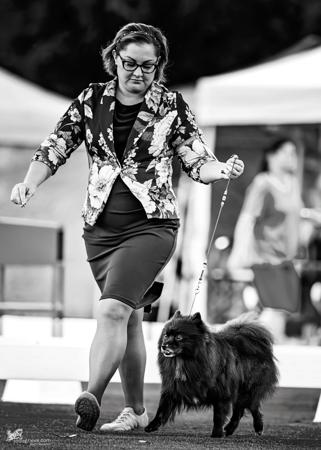 German Spitz (Mittel) for sale by NOIRETTOILE