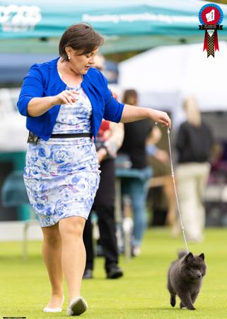 German Spitz (Mittel) for sale by NOIRETTOILE