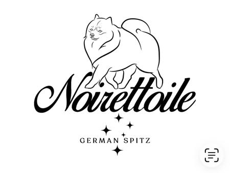German Spitz (Mittel) for sale by NOIRETTOILE