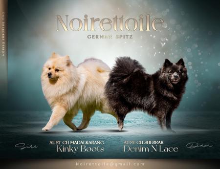 German Spitz (Mittel) puppy for sale by NOIRETTOILE
