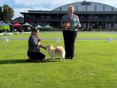 Sabarka Shots Fired (AI) German Spitz (Mittel)