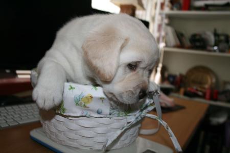 Labrador Retriever for sale by CATWG