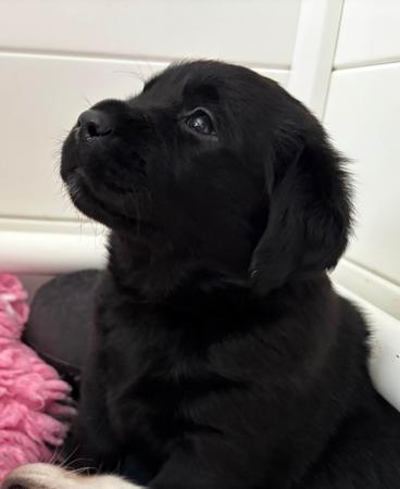 Labrador Retriever for sale by CATWG