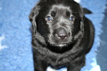 Labrador Retriever for sale by CATWG