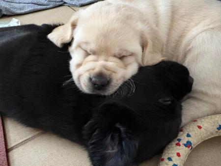 Labrador Retriever for sale by CATWG
