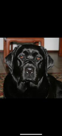 Labrador Retriever for sale by CATWG