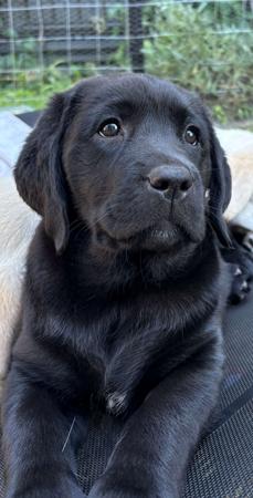 Labrador Retriever for sale by CATWG