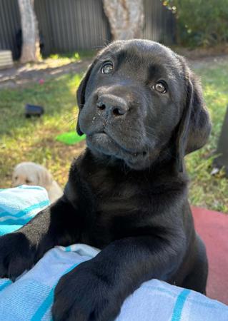 Labrador Retriever for sale by CATWG