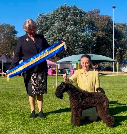 Aust Champion Regenstauf Eternal Flame Kerry Blue Terrier