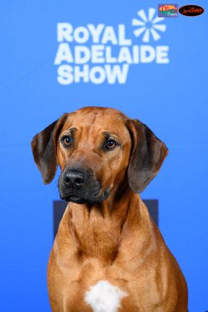 Rhodesian Ridgeback for sale by BONZIMBI