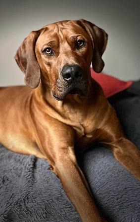 Rhodesian Ridgeback for sale by ALISHARICHARDSON