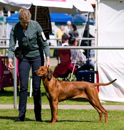 Rhodesian Ridgeback for sale by BONZIMBI