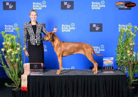 Rhodesian Ridgeback for sale by BONZIMBI