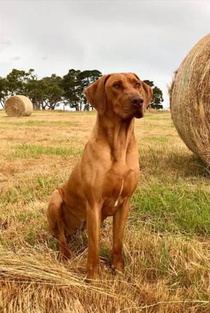 Rhodesian Ridgeback for sale by BONZIMBI