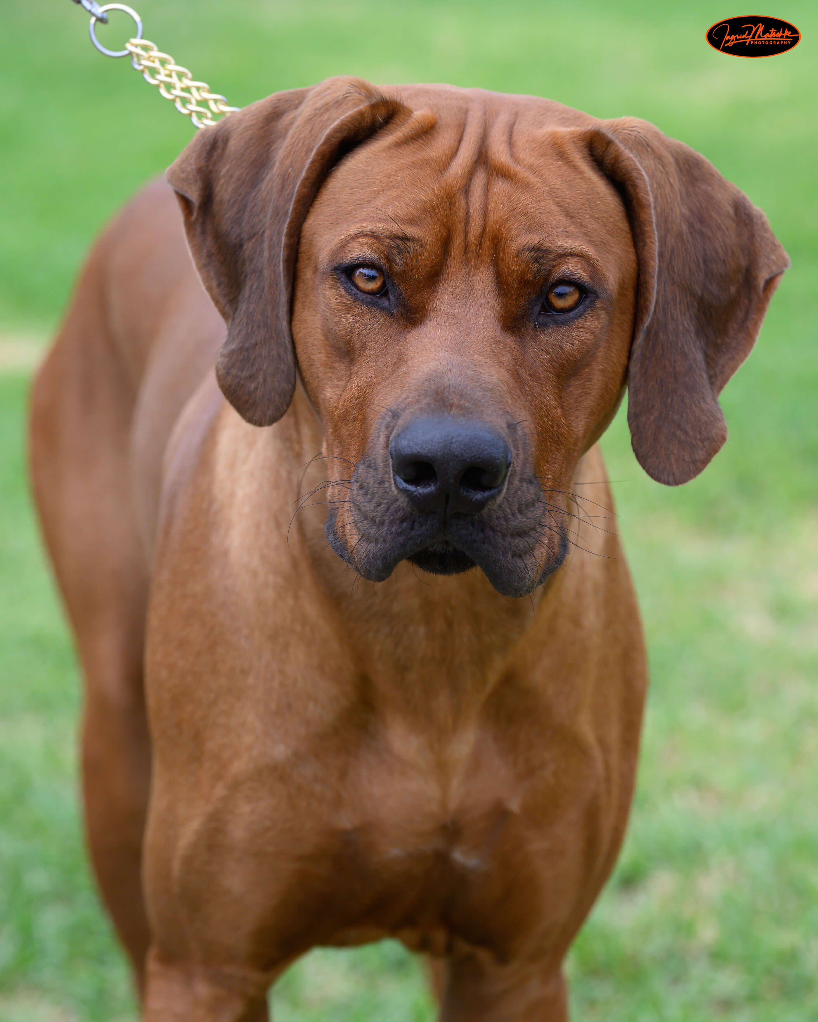 Aust Ch Bonzimbi It Was Always You N.SPRD Rhodesian Ridgeback - Owned ...