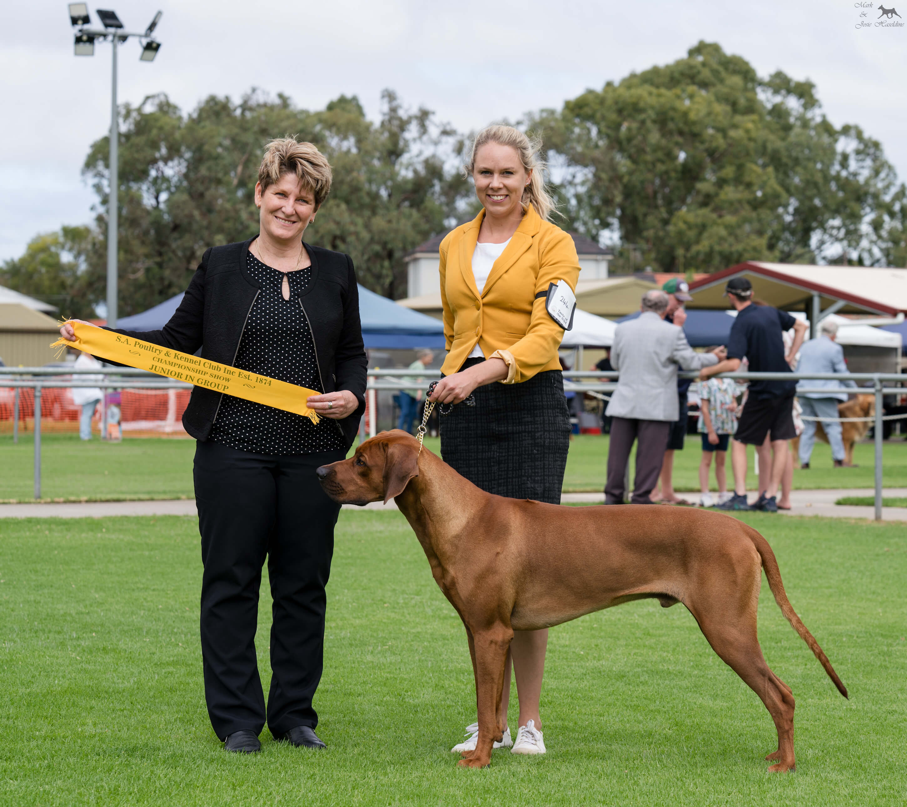Aust Ch Bonzimbi It Was Always You N.SPRD Rhodesian Ridgeback - Owned ...