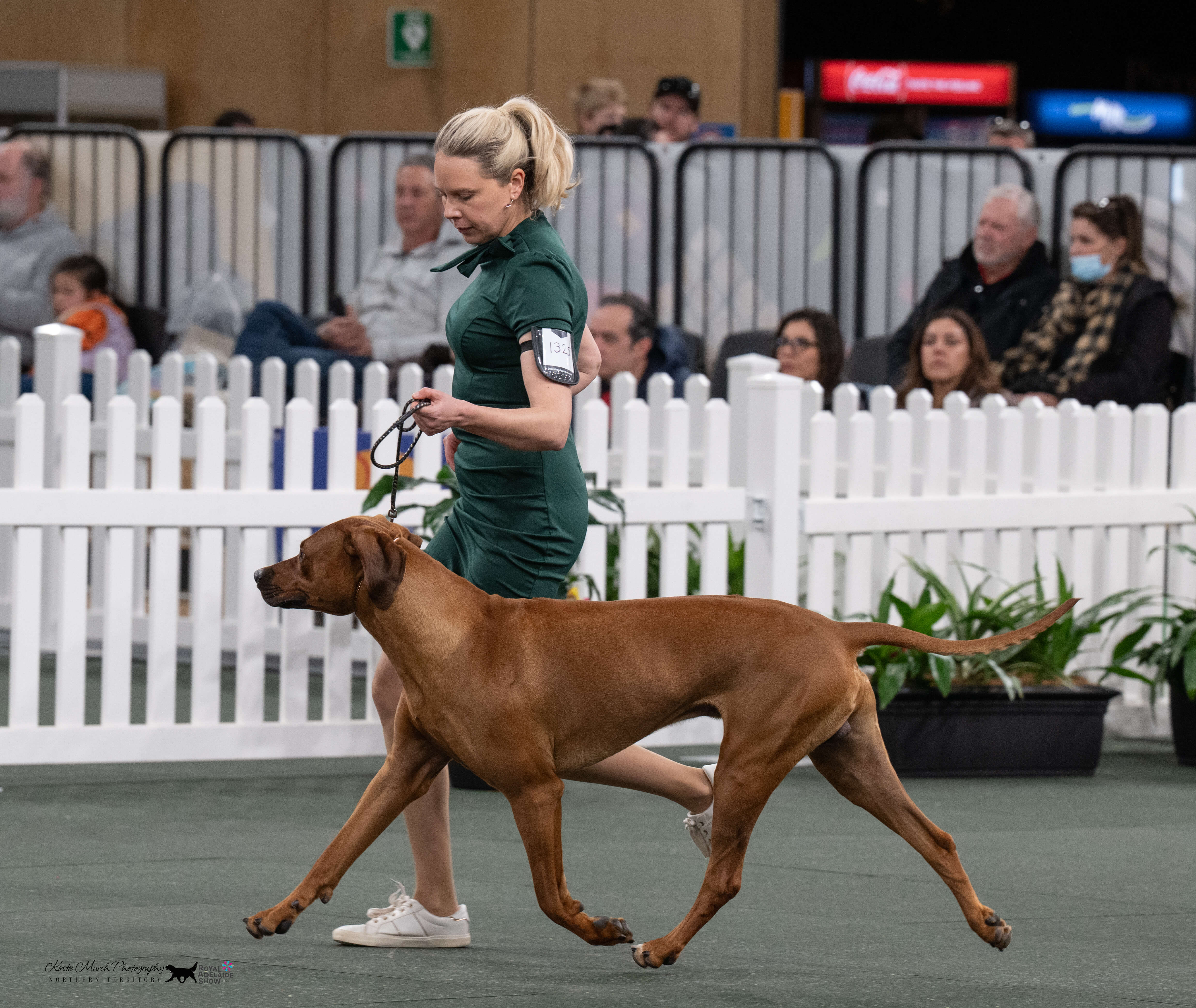 Aust Ch Bonzimbi It Was Always You N.SPRD Rhodesian Ridgeback - Owned ...