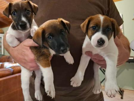 Fox Terrier (Smooth) for sale by HONEYHIVE